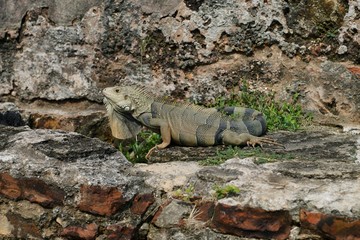 Green (American) Iguana sitting among the rocks
