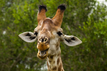 Giraffe face