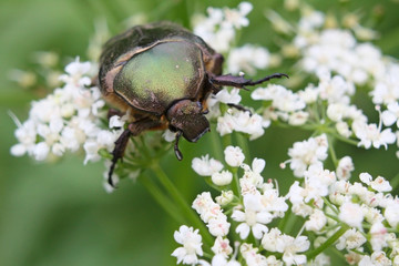 Cetonia aurata or Rose Chafer beetle – beautiful green bug
