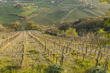 Fototapeta premium Vineyard landscape in the sunset light. Italy cultivation in spring season