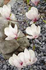 Fototapeta premium ..............Garten, Natur, Skulptur, Magnolie, Frühling