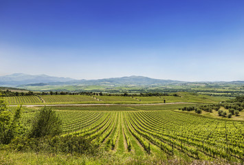 Fototapeta na wymiar The Vineyards Of Tuscany, Italy