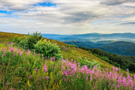 meadow with purple flowers in mountains