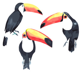 Toucan watercolor set. Tropical birds. Vector illustration