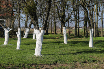 Fruit apple tree trunks whitened with chalk in a spring garden © wb77