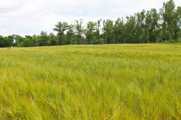 Fototapeta premium Field of green wheat