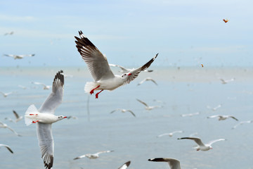 Seagulls in the sea.