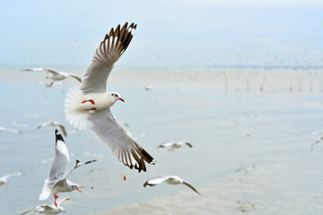 Seagulls in the sea.
