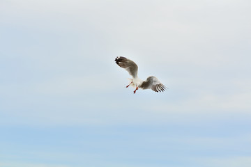 Seagulls in the sea.