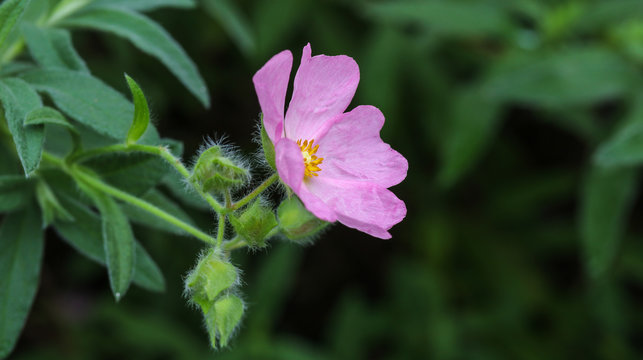 Cistus skanbergii