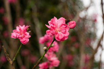 Fototapeta na wymiar closeup the plum blossom