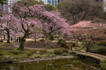 Weeping cherry blossoms at Koishikawa korakuen Gardens, Tokyo, Japan (1st of April, 2017)