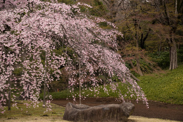 Weeping cherry blossoms at Koishikawa korakuen Gardens, Tokyo, Japan (1st of April, 2017)