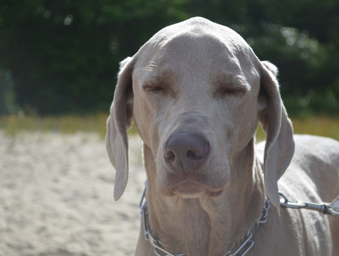 Weimaraner Dog With HIs Eyes Closed