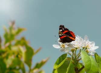 Butterfly on flowers of pear tree. Vanessa atalanta