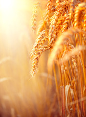Wheat field. Ears of golden wheat closeup. Harvest concept - obrazy, fototapety, plakaty