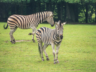 Fototapeta na wymiar Couple of zebras on the grass