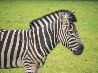 Fototapeta na wymiar Zebra close up head portrait
