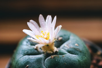 Lophophora williamsii