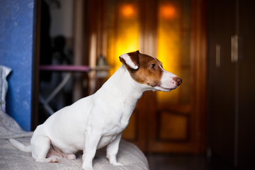Jack Russell dog sitting on sofa selective focus and lighting effect.