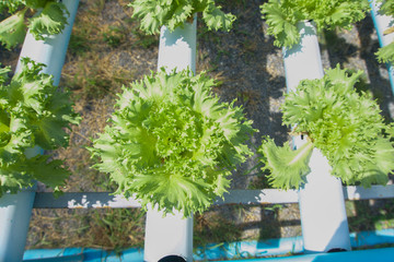Fototapeta na wymiar Hydroponics Vegetable are growing up in the industrial farm.