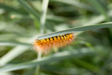 Caterpillar on leaf