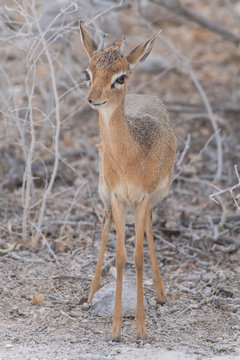 Kirk Dikdik im Etoscha Park