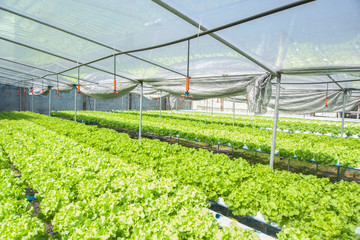 Hydroponics Vegetable are growing up in the industrial farm.