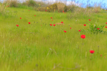 Spring in the south of Israel. Field with flowering anemones