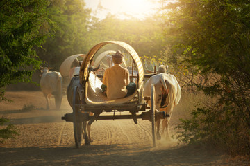 Back side of Burmese rural transportation with two white oxen pulling wooden cart on dusty road on...
