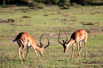 Gazelles prêtes à l'affrontement