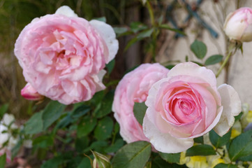 Rosier Pierre de Ronsard