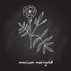 agetes erecta, or Mexican marigold