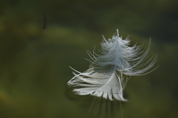 White feather shot in macro, floats on the water surface of green water