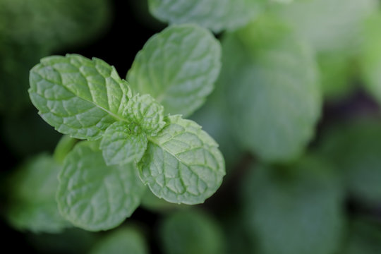 mint leaves close up on background.