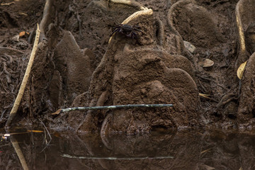Fototapeta premium A mangroves swap crab stands on top of some tree roots on the banks of a mangroves river.