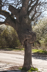 Fototapeta na wymiar Old grafted tree by country road closeup in springtime