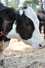 calf