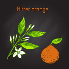 Bitter orange branch