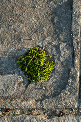 Tuft of grass sprouted through round hole in stone paving slabs closeup