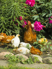 Chicken with chickens in the village.