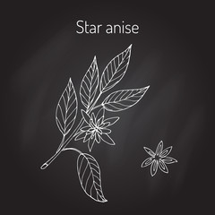 Star anise aromatic plant