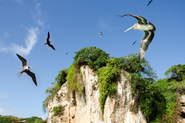 Karibischer Traumurlaub: Pelikanen Fregattvoögel auf Los Haitises / Samara / Dominikanische...