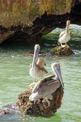 Karibischer Traumurlaub: Pelikane auf Los Haitises / Samara / Dominikanische Republik :)