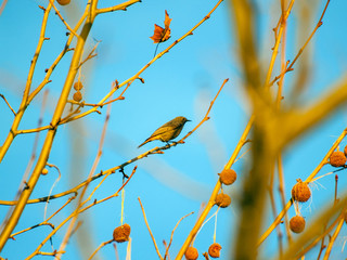 Phoenicurus ochruros, Black redstart on a sycamore branch on wintertime