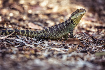Lizard of Royal Botanic Garden, Canberra, Australia