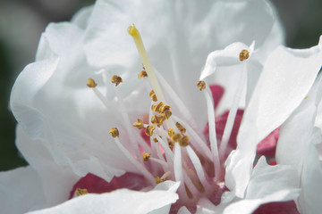 Close up of an almond blossom