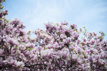 magnolia en fleurs