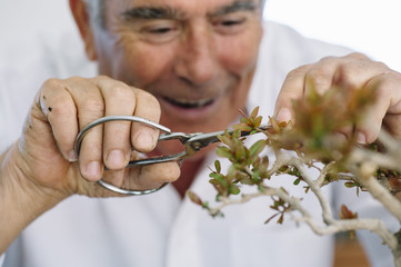 happy senior man taking care of bonsai plant
