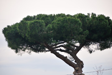 Pine Tree, Pompeii
